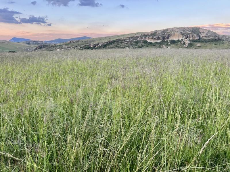 0 Bedroom Property for Sale in Fouriesburg Free State